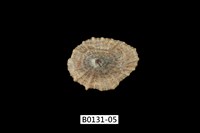 藏品(網目松螺)的圖片